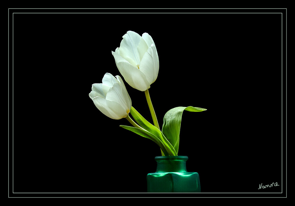 Weiße Tulpen
Die Tulpen (Tulipa) bilden eine Pflanzengattung in der Familie der Liliengewächse (Liliaceae). Die etwa 150 Arten sind in Nordafrika und über Europa bis Zentralasien verbreitet. Zahlreiche Hybriden werden als Zierpflanzen in Parks und Gärten sowie als Schnittblumen verwendet. laut Wikipedia
Schlüsselwörter: Tulpe