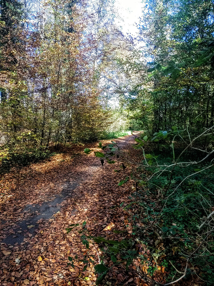 Weitwinkel "Waldweg"
Manni
Schlüsselwörter: 2021