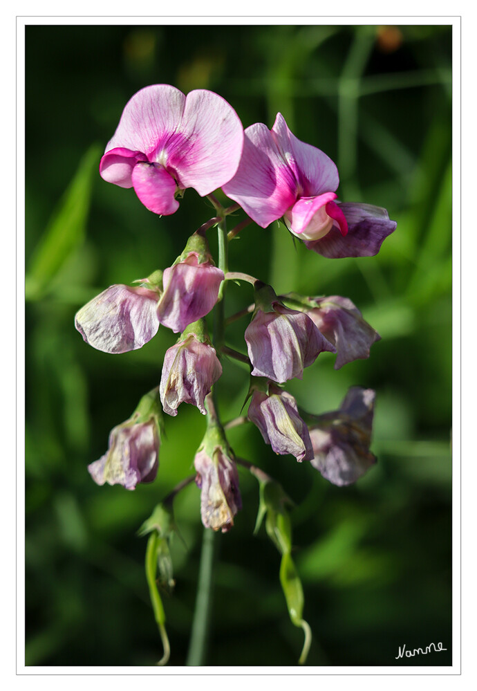 Fast verblüht
Die Wicken (Vicia) sind eine Pflanzengattung in der Unterfamilie Schmetterlingsblütler innerhalb der Familie der Hülsenfrüchtler. Die 160 bis 190 Arten sind hauptsächlich in den gemäßigten Gebieten der Nordhalbkugel verbreitet. laut Wikipedia
