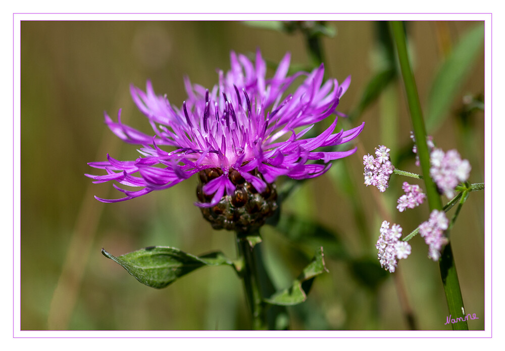 Wiesen-Flockenblume
auch Gewöhnliche Flockenblume genannt, ist eine Pflanzenart, die zur Gattung der Flockenblumen aus der Unterfamilie der Carduoideae in der Familie der Korbblütengewächse gehört. laut Wikipedia
Schlüsselwörter: pink