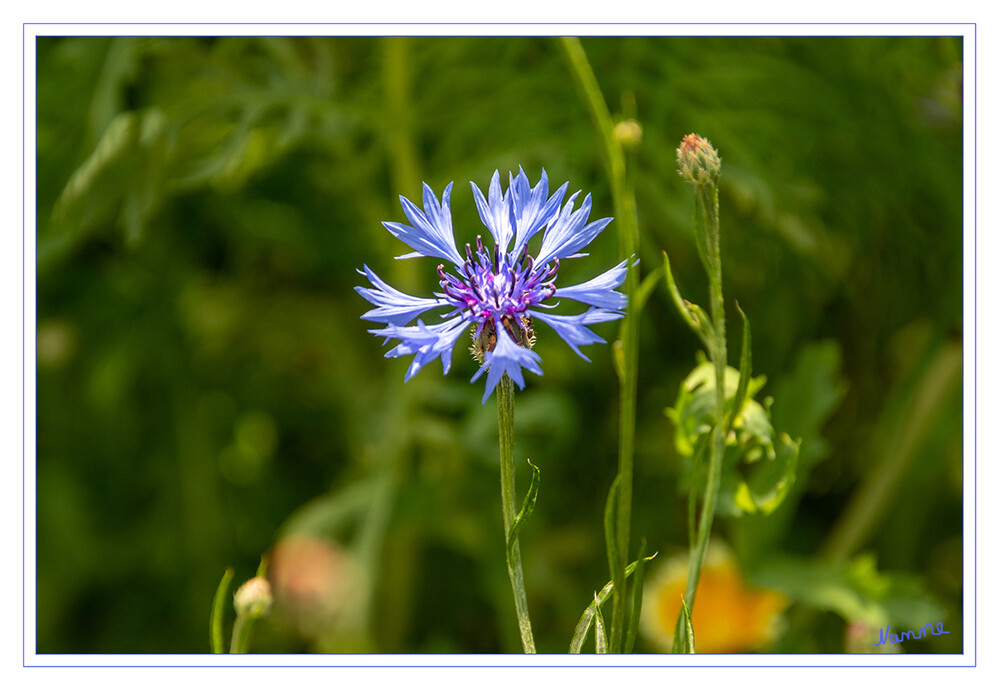 Kornblume
Die Kornblume ist eine einjährige, krautige Pflanze, die Wuchshöhen von 20 bis 100 Zentimetern erreicht. Der aufrechte, einfache bis im oberen Bereich verzweigte Stängel ist locker filzig behaart. laut Wikipedia
Schlüsselwörter: blau; Kornblumen