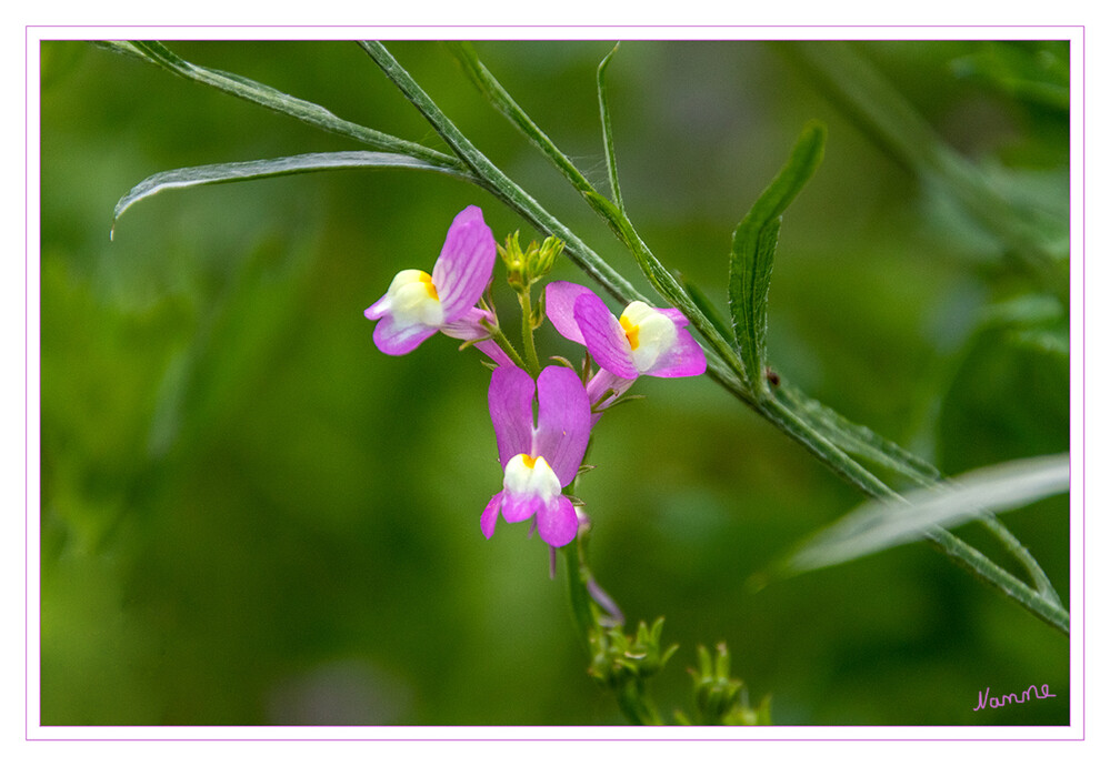 Acker-Löwenmaul
ist eine Pflanzenart, die zur Familie der Wegerichgewächse (Plantaginaceae) gehört. laut Wikipedia
Schlüsselwörter: Löwenmäulchen