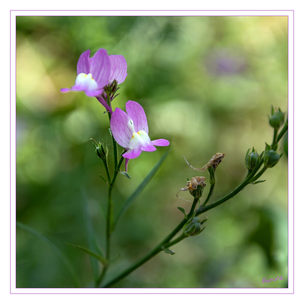 Acker-Löwenmaul 
ist ein Therophyt. Es ist kalkmeidend und bevorzugt sandige bis lehmige Äcker und wächst auch auf Weinbergen und Brachen. Es kommt in Europa, dem Mittelmeer-Raum und Westasien vor. In Deutschland gilt es als Archäophyt. laut Wikipedia
Schlüsselwörter: Löwenmäulchen