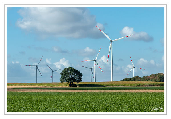 Umzingelt
von Windrädern
Schlüsselwörter: Windräder, Baum