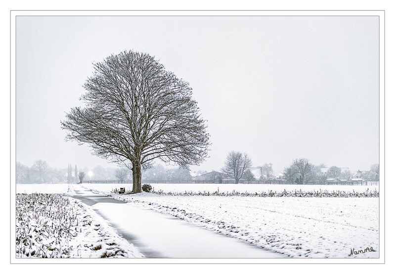 Mein Freund der Baum
Es gab mal wieder ein kurzes Winterintermezzo
Schlüsselwörter: 2021