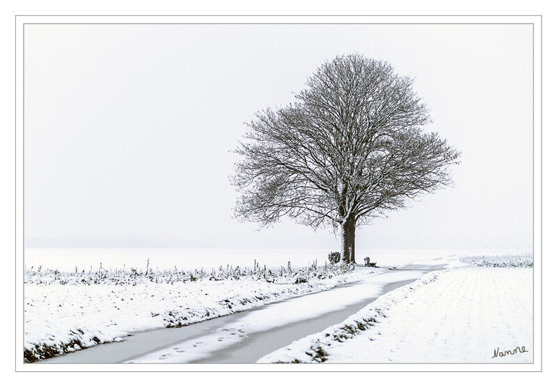 4 - Mein Freund der Baum
Es gab mal wieder ein kurzes Winterintermezzo 
2021
Schlüsselwörter: Schnee; Baum