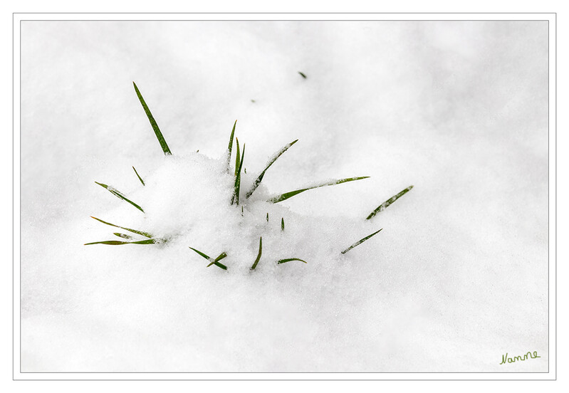 Winterintermezzo
nur für kurze Zeit gab es einen Hauch von Winterfeeling
Schlüsselwörter: Schnee; Gras:
