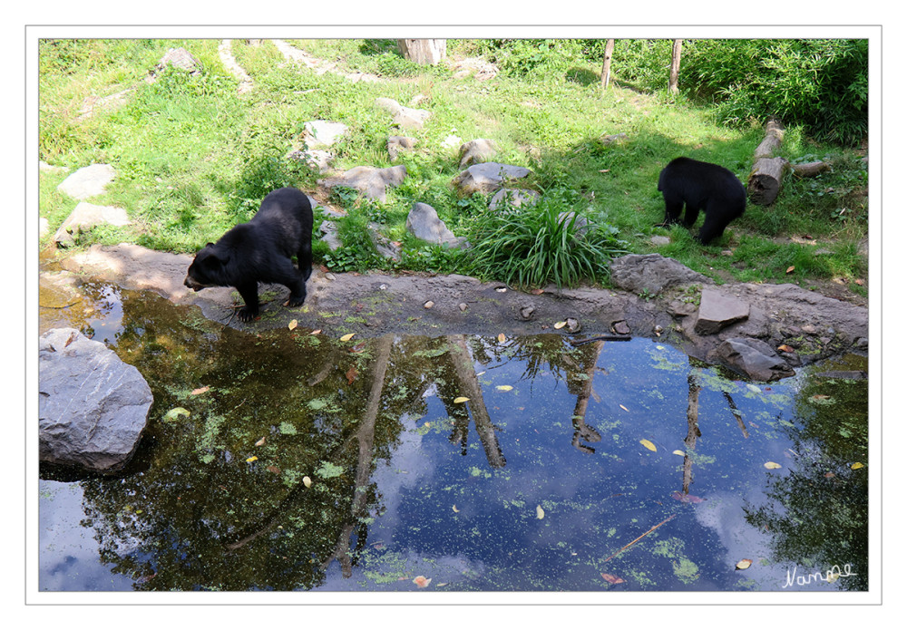 Zoo Duisburg - Brillenbär
Im Zoo Duisburg leben Brillenbären auf einer 2012 neugestalteten, naturnahen Anlage am Kaiserberg. Die Gruppe besteht aktuell aus dem Weibchen Huanca und dem Nachwuchs Tia, der am Heiligabend 2024 geboren wurde. lt.waz
Schlüsselwörter: 2026