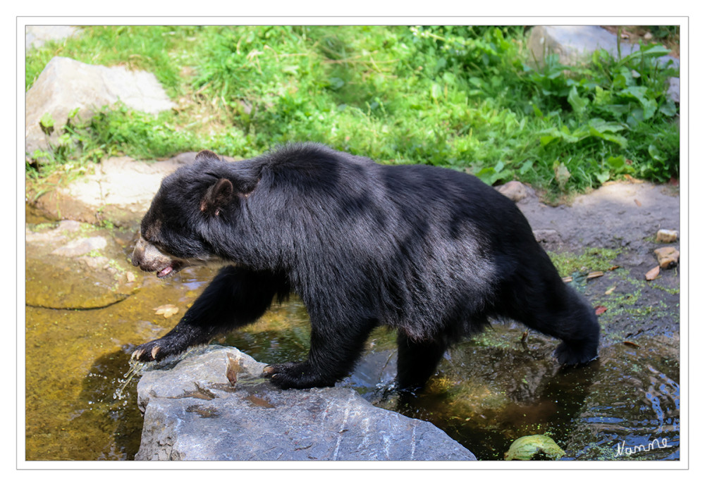 Zoo Duisburg - Brillenbär
Verwandtschaft:
    Großbären
Lateinischer Name:
    Tremarctos ornatus
 Gewicht:
    Männchen bis 175 kg, Weibchen bis 80 kg
Paarungszeit:
    zumeist im Sommer
    Trag-Brutzeit:
    6,5 bis 8,5 Monate
Wurf-Gelege:
    1 bis 3
Geschlechtsreife:
    zwischen 3 und 7 Jahren
Lebenserwartung:
    bis 40 Jahre
Verbreitung:
    Südamerika
Lebensweise:
    Einzelgänger
Nahrung:
    Triebe und Früchte von Bromelien und Kakteen, Zweige, Sprossen; weniger Nagetier lt zoo-duisburg
Schlüsselwörter: 2026