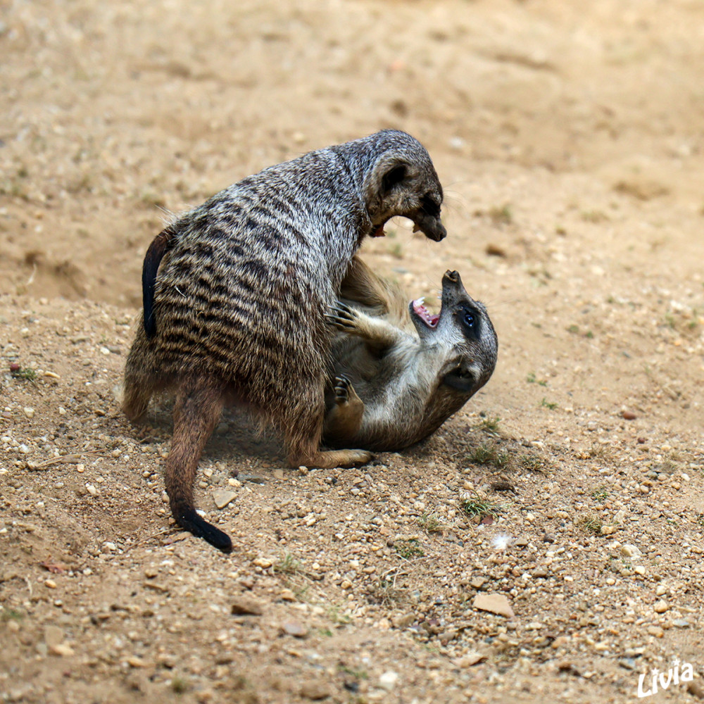 Zoo Duisburg - Erdmännchen
Das Erdmännchen, auch Surikate oder veraltet Scharrtier genannt, ist eine Säugetierart aus der Familie der Mangusten. Mit durchschnittlich 700 bis 750 g ist es eine der kleinsten Mangustenarten, es hat ein hellgraues Fell mit unauffälligen Querstreifen. Erdmännchen leben in trockenen Regionen im südlichen Afrika. lt.Wikipedia
Schlüsselwörter: 2026
