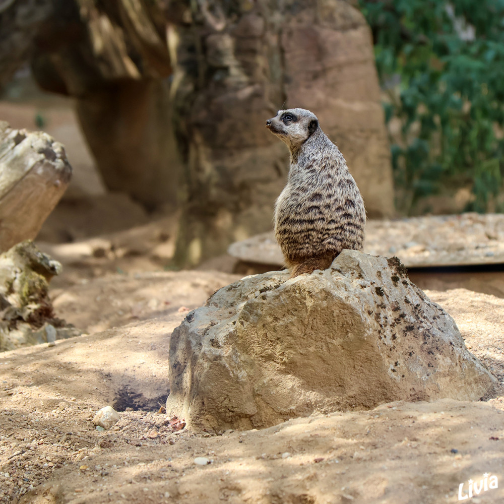 Zoo Duisburg - Erdmännchen
Die Jungtier-Aufzucht ist übrigens nicht nur Aufgabe der Eltern, wie Biologe Volker Grün erklärt: „Erdmännchen sind sehr soziale Tiere. Zwar bekommt nur das dominante Weibchen mit ihrem auserwählten Partner Nachwuchs, aber alle Familienmitglieder umsorgen die Kleinen und passen auf. lt. zoo-duisburg
Schlüsselwörter: 2026