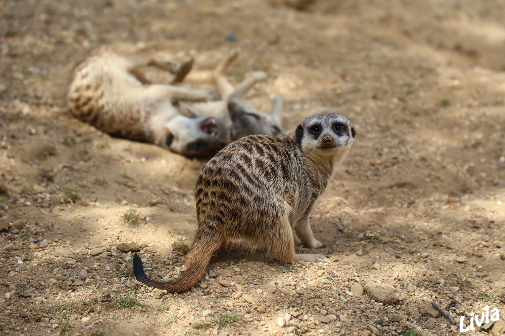 Zoo Duisburg - Erdmännchen
Die Erdmännchen-Familie im Zoo Duisburg lebt im afrikanischen Themenbereich rund um die Afrika Lodge, unweit von Zwerg- und Zebramangusten. Besucher können die quirligen Tiere dort bei ihren typischen Wachposten- und Spähtouren beobachten. lt zoo-duisburg
Schlüsselwörter: 2026