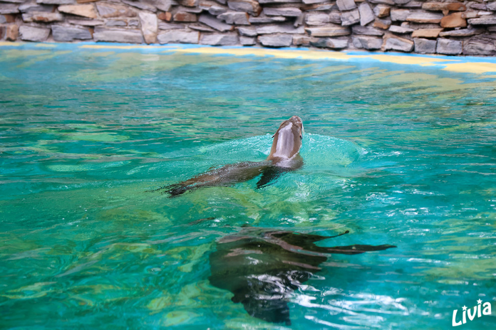Ein schöner Rücken.......
Der Zoo Duisburg baut eine moderne Großanlage für Kalifornische Seelöwen mit über 1.000 Quadratmetern Fläche, 1,3 Millionen Liter Salzwasser und innovativer biologischer Filtertechnik. lt. zoo-duisbur
Schlüsselwörter: 2026