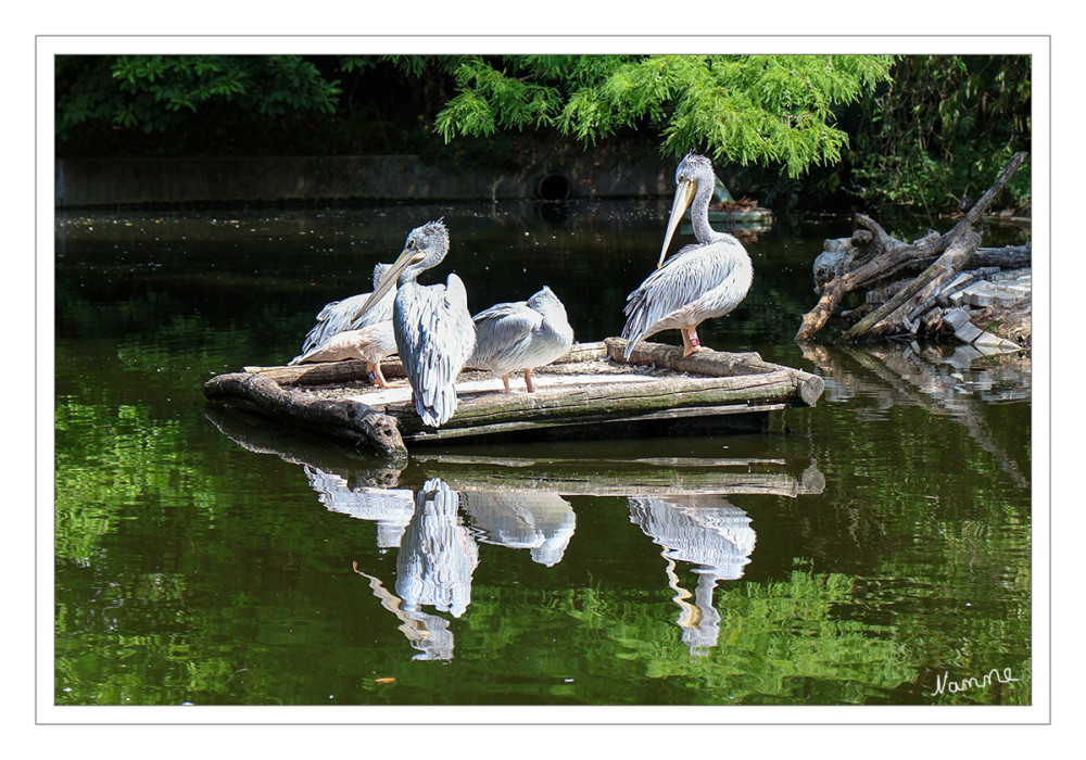 Zoo Duisburg - Pelikane
Im Zoo Duisburg leben die Vögel auf der speziellen Pelikaninsel. Die Anlage ist die Heimat einer erfolgreichen Kolonie von Rötelpelikanen (Pelecanus rufescens), die dort regelmäßig Nachwuchs großzieht. lt. zoo-duisburg
Schlüsselwörter: 2026