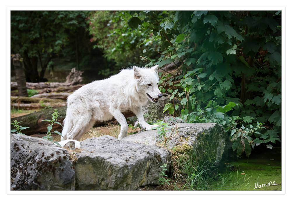 Zoo Duisburg - Weißer Wolf
Verwandtschaft:
Hundeartige
Lateinischer Name:
Canis lupus hudsonicus
Größe:
80-85 cm Stockmaß
Gewicht:
im Durchschnitt etwa 40 kg, Neugeborene bis 500g
Paarungszeit:
in der 2. Winterhälfte
Trag-Brutzeit:
62-75 Tage, Geburt im Frühling
Wurf-Gelege:
Im Schnitt 4-6 Jungtiere
Geschlechtsreife:
3 Jahre, 1 x pro Jahr wird gezüchtet
Lebenserwartung:
bis 20 Jahre
Verbreitung:
Nordkanada
Lebensweise:
in Rudeln bis zumeist 10 Tiere
Nahrung:
Huftiere, Kleinsäuger, Vögel lt. zoo-duisburg
Schlüsselwörter: 2026