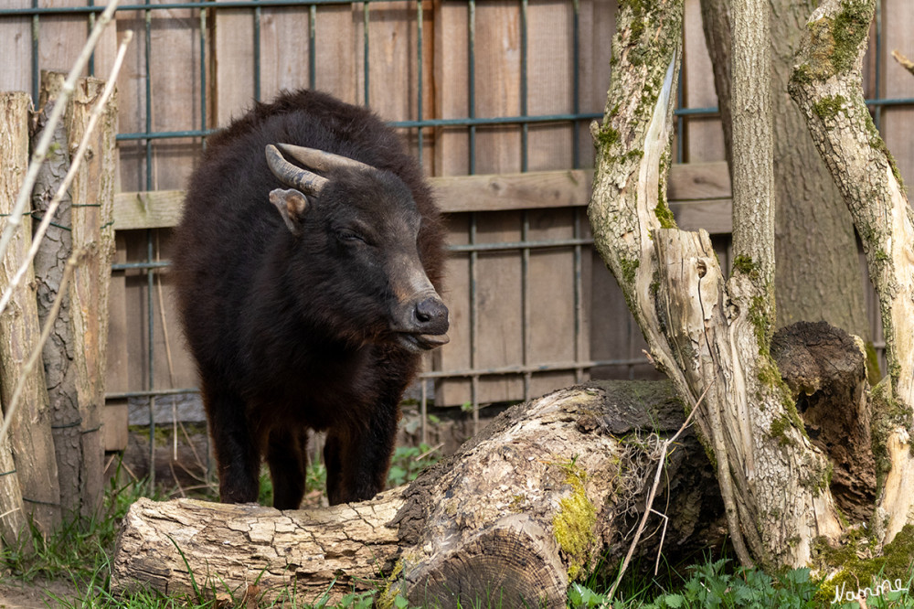 Berg-Anoa
Zoo Krefeld
Idris ist weltweit das einzige in einem Zoo noch lebende Exemplar dieses Wildrindes. lt Infotafel
Schlüsselwörter: 2025