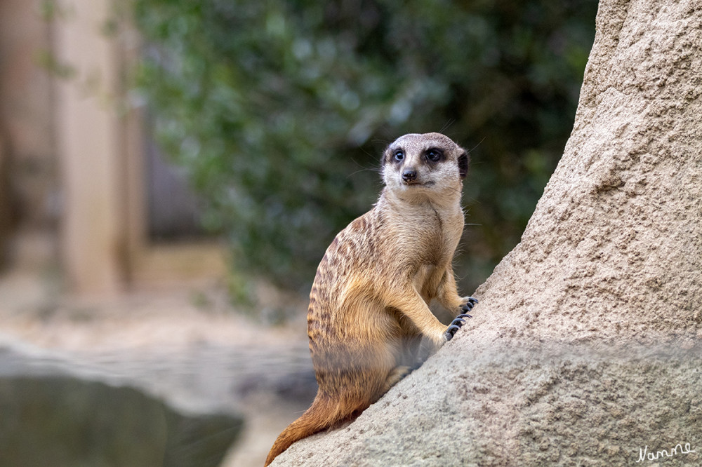 Erdmännchen
Zoo Krefeld
Das Erdmännchen, auch Surikate oder veraltet Scharrtier genannt, ist eine Säugetierart aus der Familie der Mangusten. Mit durchschnittlich 700 bis 750 g ist es eine der kleinsten Mangustenarten, es hat ein hellgraues Fell mit unauffälligen Querstreifen. Erdmännchen leben in trockenen Regionen im südlichen Afrika. lt.Wikipedia
Schlüsselwörter: 2025