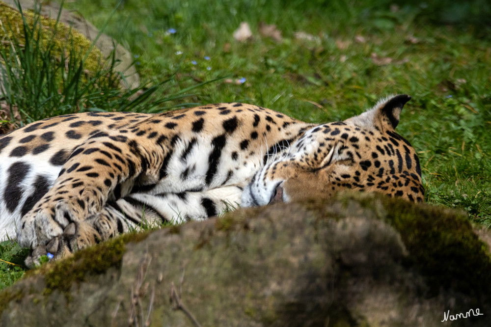 Jaguar
Zoo Krefeld
Der Name Jaguar leitet sich von dem Wort „yaguar“ ab, das bedeutet, „der, der im Fliegen jagt“ lt.zookrefeld
Schlüsselwörter: 2025