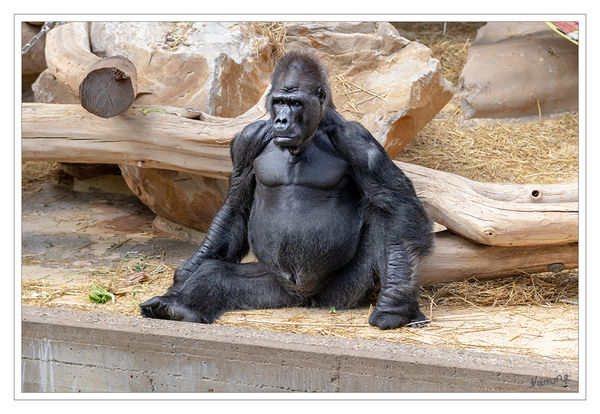 Der Alte
Flachlandgorille Zoo Krefeld
Im Krefelder Zoo leben derzeit zwei Gruppen Flachland-Gorillas, die sich allerdings nicht begegnen. Im Affentropenhaus ist die ‚Seniorengruppe‘ um Silberrücken Massa untergebracht. 
Schlüsselwörter: Zoo Krefeld,