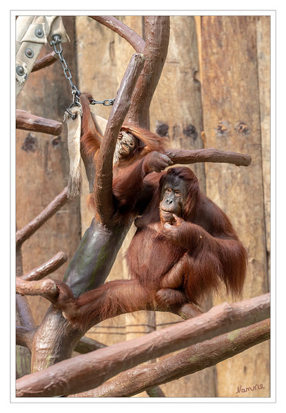 Orang Utans
Zoo Krefeld
Die Orang-Utans sind eine Primatengattung aus der Familie der Menschenaffen. Von den anderen Menschenaffen unterscheiden sie sich durch ihr rotbraunes Fell und durch ihren stärker an eine baumbewohnende Lebensweise angepassten Körperbau. laut Wikipedia
Schlüsselwörter: Zoo Krefeld,