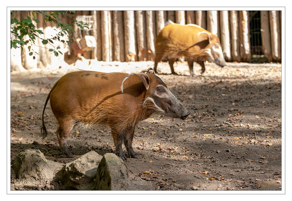 Wenn die Sonne scheint
Zoo Krefeld - Pinselohrschwein
Pinselohrschweine leben im westlichen und zentralen Afrika, ihr Verbreitungsgebiet erstreckt sich vom Senegal bis in die Demokratische Republik Kongo. Sie sind nicht wählerisch in Bezug auf ihren Lebensraum und sind sowohl in Wäldern als auch in Savannen und Sümpfen zu finden. Allzu trockene Gebiete meiden sie jedoch. laut Wikipedia
Schlüsselwörter: Zoo Krefeld,