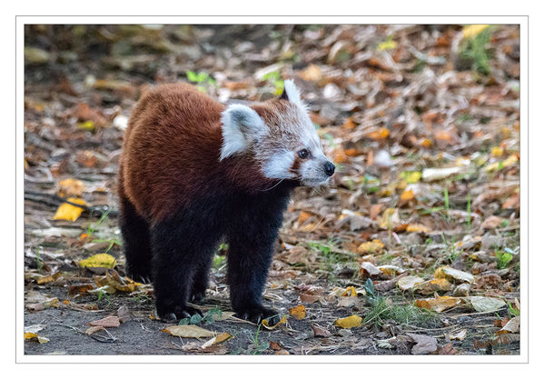 Roter Panda
Zoo Krefeld
Der Kleine Panda (Ailurus fulgens), auch Roter Panda, Katzenbär, Bärenkatze, Feuerfuchs oder Goldhund genannt, ist ein Säugetier, das im östlichen Himalaya und im Südwesten Chinas beheimatet ist und sich vorwiegend von Bambus ernährt. Seit 2008 wird der Kleine Panda auf der Roten Liste gefährdeter Arten der Weltnaturschutzunion als „gefährdet“ geführt. Nach Schätzungen leben weniger als 10.000 erwachsene Exemplare in Freiheit. laut Wikipedia
Schlüsselwörter: Zoo Krefeld,