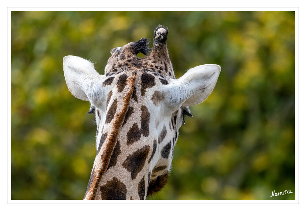 Von Hinten
Rothschildgiraffe (Giraffa camelopardalis rothschildi)
Sie besitzen zwei bis fünf abgerundete und mit Fell überzogene Hörner, die über den gesamten Kopf verteilt sind und sich auch an Hinterkopf und Nasenrücken befinden. Trotz der immensen Länge des Halses besitzen Giraffen nur sieben Halswirbel, also genau so viele wie ein Mensch. zoom-erlebniswelt
Schlüsselwörter: Zoom Erlebniswelt; Gelsenkirchen;