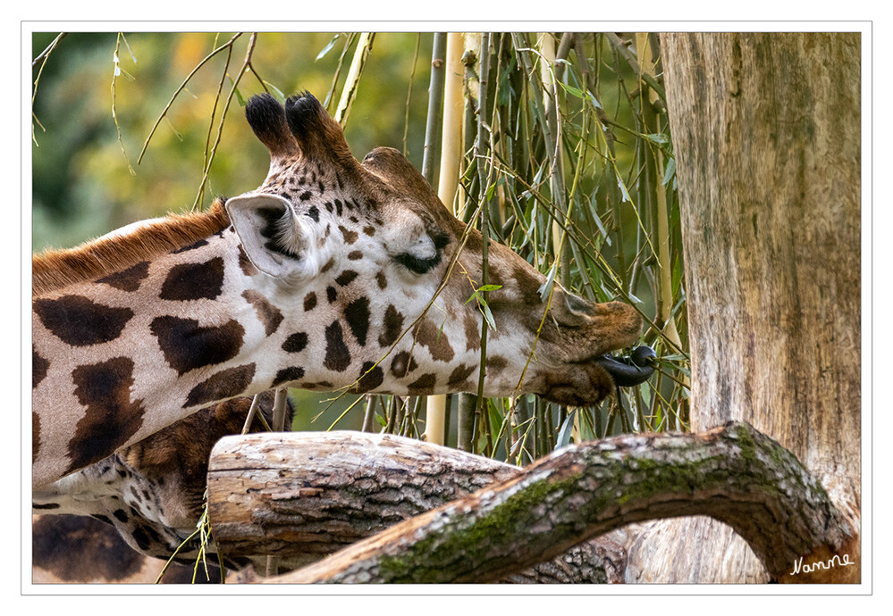 Lecker
Rothschildgiraffe (Giraffa camelopardalis rothschildi)
Sie ist eine von insgesamt acht Giraffenunterarten. Giraffen sind Wiederkäuer, ihre Zunge und Lippen sind so beschaffen, dass sie trotz der dornigen Äste der Akazie keinen Schaden nehmen. Die blaugraue, bis zu 50 Zentimeter lange Zunge ist fähig zu greifen. laut zoom-erlebniswelt

Schlüsselwörter: Zoom Erlebniswelt; Gelsenkirchen;