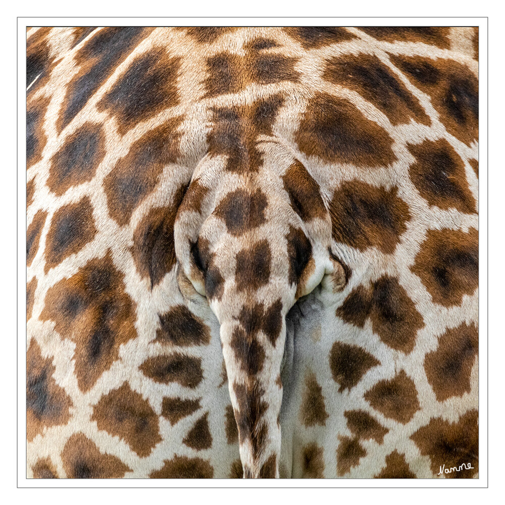Ein schöner Hintern
Rothschildgiraffe (Giraffa camelopardalis rothschildi)
Ihre Fellzeichnung ähnelt der Borke der Bäume und dem Schattenspiel der Blätter und dient der Tarnung. Das Muster des Haarkleids besteht dabei aus dunklen Flecken, die sich von der hellen Grundfarbe abheben und der Hitzeabgabe dienen. Im Unterhautgewebe verläuft um jeden Flecken eine ringförmige Arterie, die Äste in den Fleck hinein aussendet. Über eine stärkere Durchblutung kann die Giraffe so mehr Hitze abgeben und ist nicht auf Schatten angewiesen. 
Schlüsselwörter: Zoom Erlebniswelt; Gelsenkirchen;