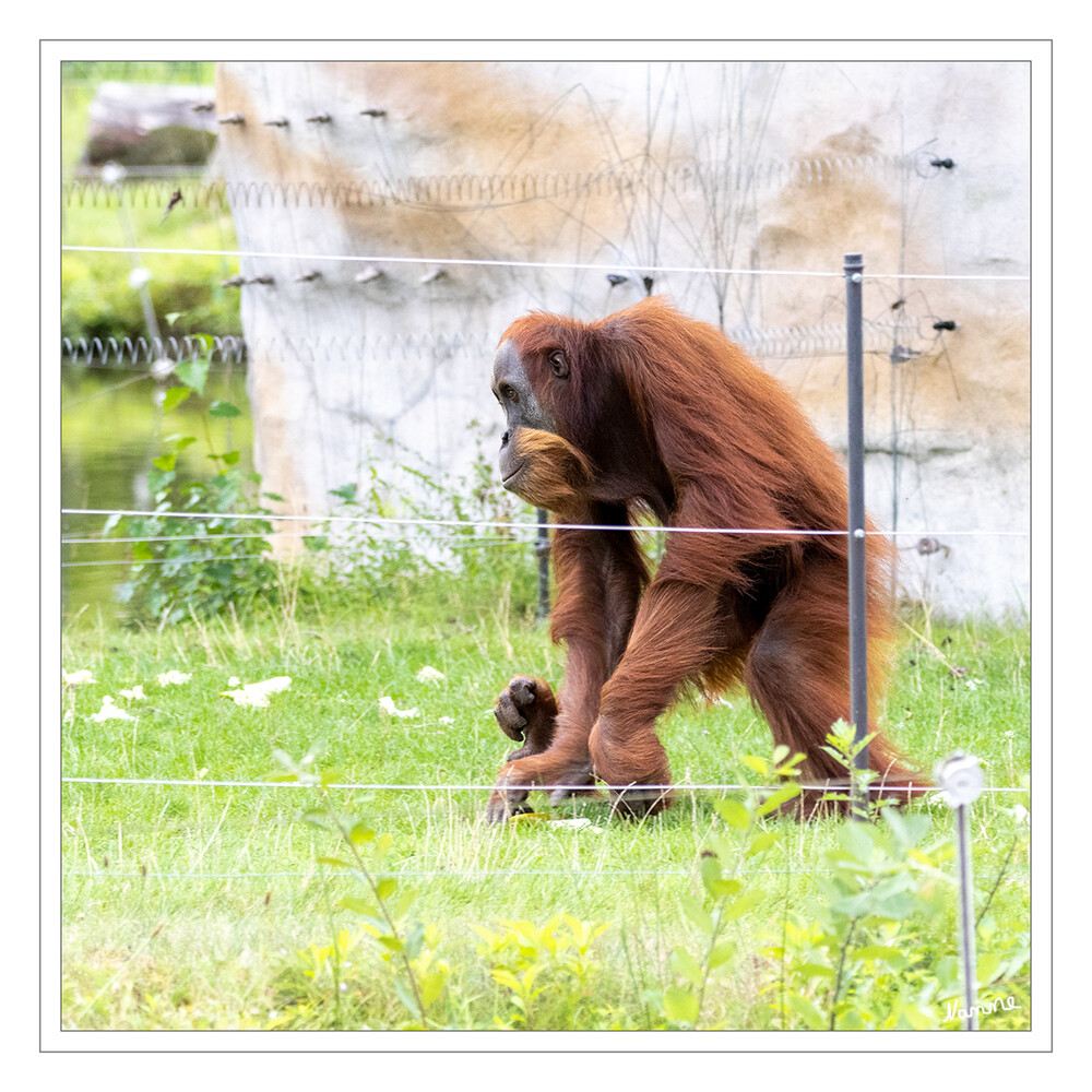 Schnell raus hier
Sumatra-Orang-Utan (Pongo abelii)
Die Mehrzahl der Orang-Utans zieht als "Pendler" oder "Wanderer" umher. Sie sind meist einzeln anzutreffen und dauerhafte Bindungen gibt es nur zwischen Müttern und ihren Jungtieren. Die Jungtiere lernen während ihrer Entwicklung in den ersten fünf Jahren von der Mutter. Während der Aufzucht gibt es keinen weiteren Nachwuchs. laut zoom-erlebniswelt
Schlüsselwörter: ZOOM Erlebniswelt; Gelsenkirchen;