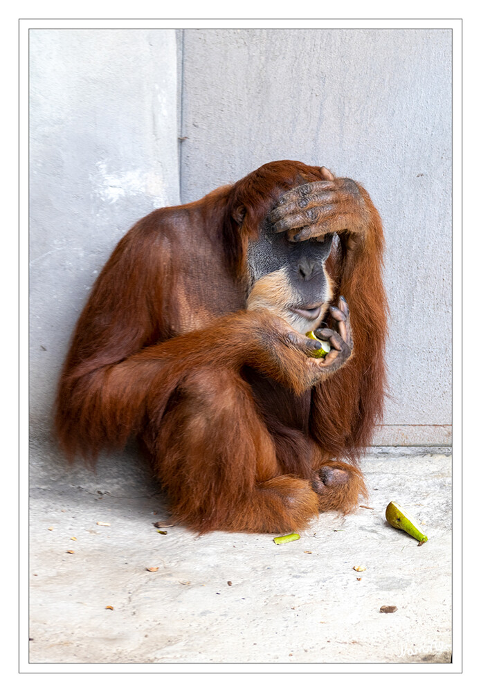 Mein Schatz
Sumatra-Orang-Utan (Pongo abelii)
Orang-Utans sind die stammesgeschichtlich ältesten Menschaffen. Sie werden auch als Waldmenschen bezeichnet und sind die einzigen Menschenaffen außerhalb Afrikas. Der Mensch und der Orang-Utan hatten bis vor rund elf Millionen Jahren gemeinsame Vorfahren. laut zoom-erlebniswelt
Schlüsselwörter: ZOOM Erlebniswelt; Gelsenkirchen;