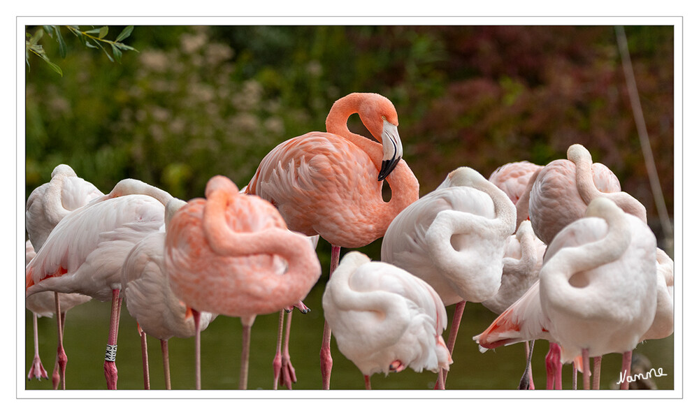 Wer stört?
Rosa Flamingo (Phoenicopterus ruber roseus)
Flamingos leben in großen Ansammlungen an den Ufern der Flachwasserseen Afrikas. In Gruppen von über 40 Tieren machen sie alles synchron: fressen, schlafen, brüten und balzen. laut zoom-erlebniswelt
Schlüsselwörter: Zoom Erlebniswelt; Gelsenkirchen;