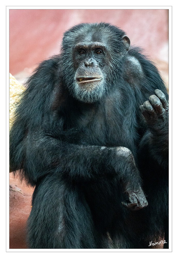 Was willst du?
Schimpansen gehören zu den Menschenaffen. Ihr genetisches Material stimmt zu 96,44 Prozent mit dem Menschen überein. Sie sind sehr intelligent, lebhaft und neugierig. Schimpansen leben in Horden, in denen die Rangordnung nach Männchen und Weibchen getrennt ist. Sie verfügen über ein großes Repertoire an Kommunikationsmöglichkeiten, bestehend aus Gestik, Mimik und verschiedenen Lauten. laut zoom-erlebniswelt
Schlüsselwörter: Zoom Erlebniswelt; Gelsenkirchen;