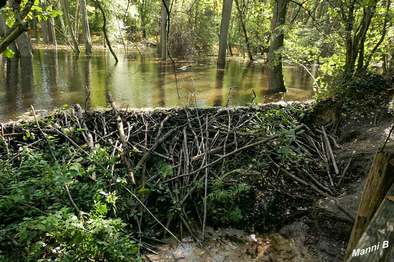 Birgeler Urwaldwanderung
Schlüsselwörter: NRW