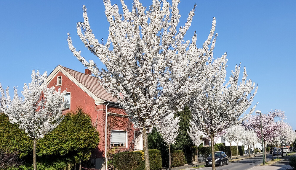 Frühling in unserer Straße
Norbert
Schlüsselwörter: 2022