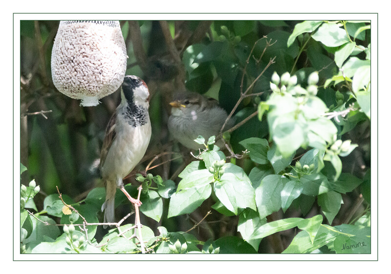 Die große Fütterung
Dem Haussperling oder Spatz ist sicherlich schon jeder begegnet. „Herr“ Spatz ist an seinem grauen, kastanienbraun eingefassten Scheitel, weißen Wangen und einem schwarzen Latz gut zu erkennen, während „Frau“ Spatz überwiegend ein schlichtes Graubraun trägt. laut Nabu
Schlüsselwörter: Spatz; Sperling