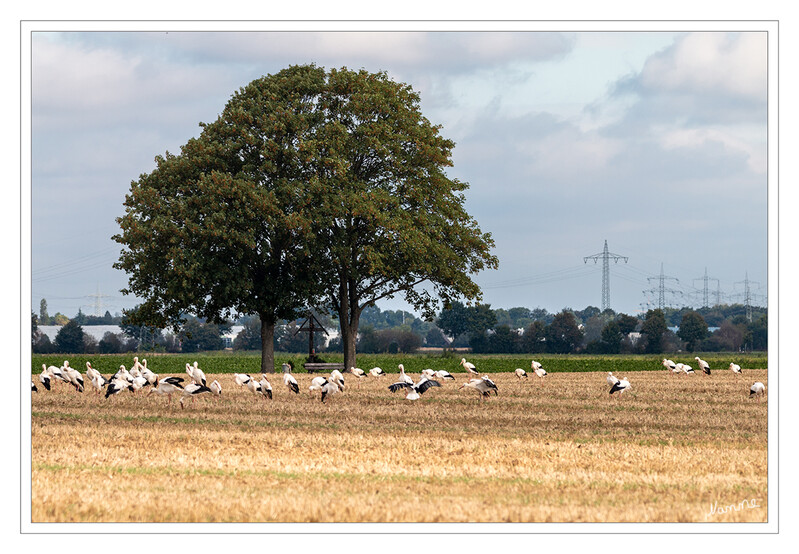 Auf dem Feld
Einen ganz besonderen Moment konnte ich hier erleben!
In Mitteleuropa war der Weißstorch ursprünglich weit verbreitet. Heute gibt es hier große Verbreitungslücken. laut euronatur.org
Schlüsselwörter: Storch; Störche; Feld