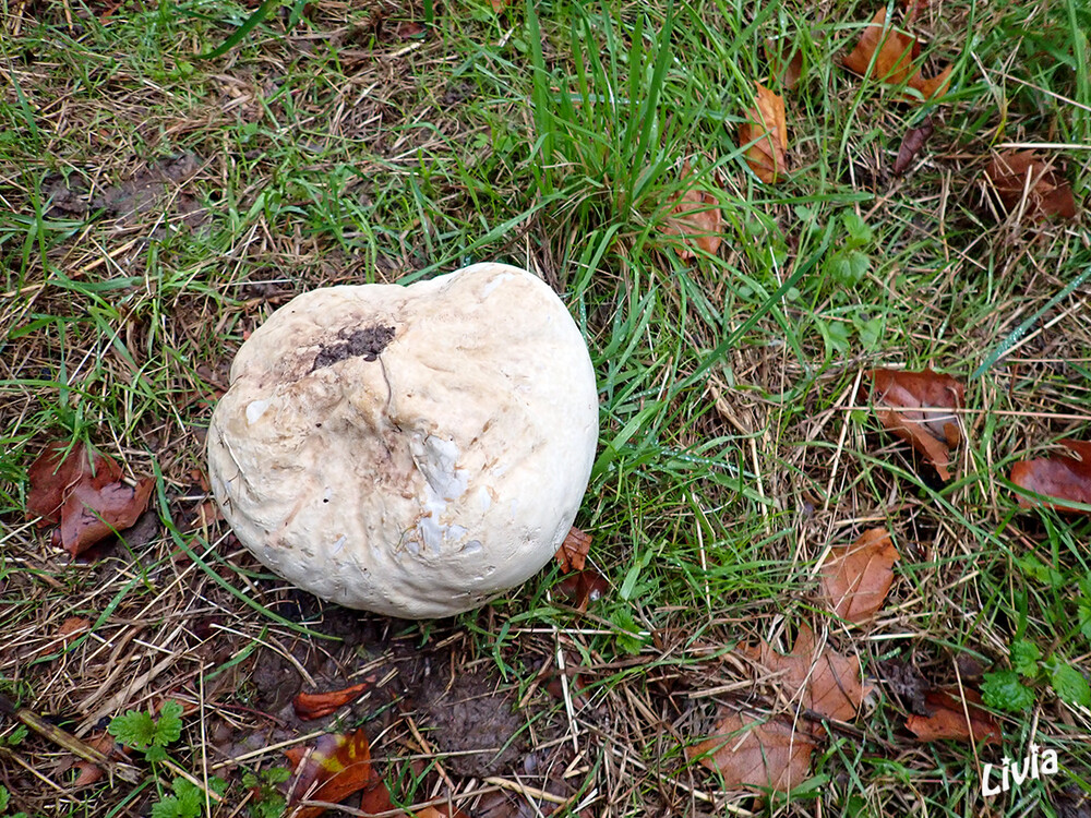 Bovist
Als Boviste werden verschiedene Pilze mit mehr oder weniger kugelförmigem Fruchtkörper bezeichnet, bei denen die Bildung der Sporen in einer Gleba im Innern des Fruchtkörpers stattfindet. laut Wikipedia
Schlüsselwörter: Pilz; Pilze