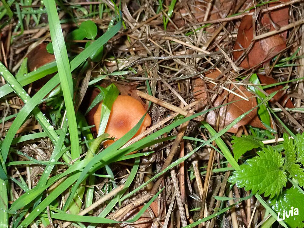 Versteckter Minipilz
Schlüsselwörter: Pilz; Pilze