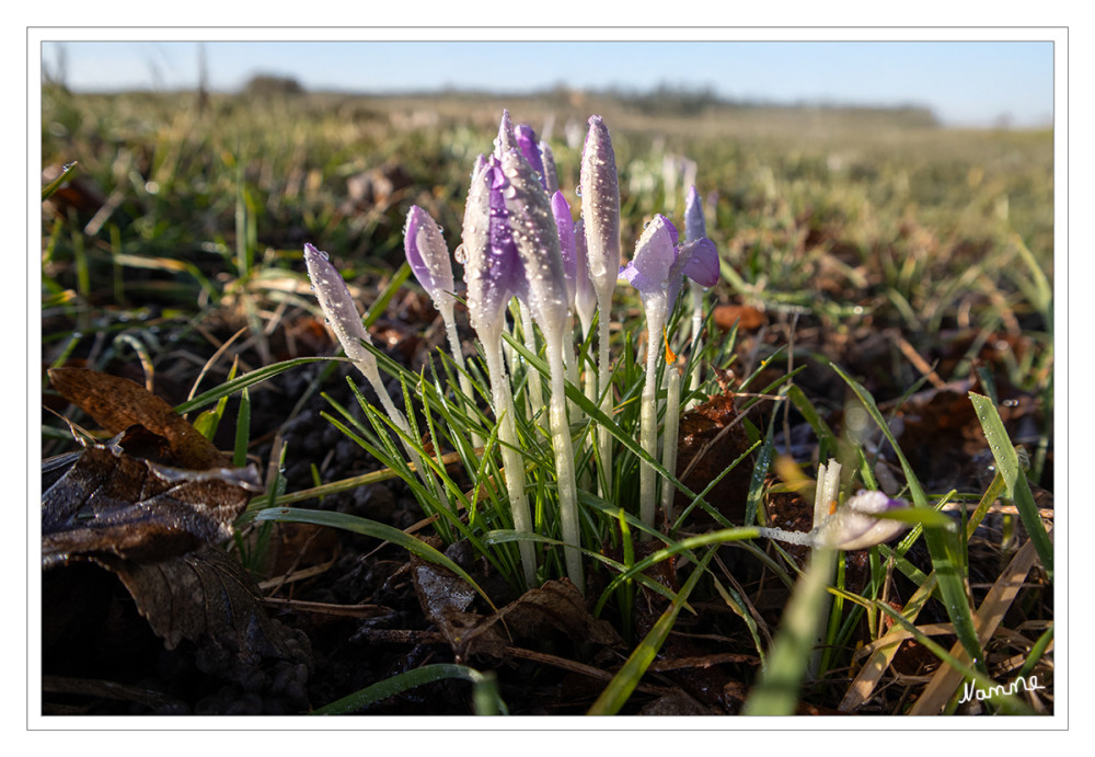 Krokusse
Sie sind seit Jahrhunderten beliebte Zierpflanzen. Als Frühblüher sind sie in den Parks und Gärten der gemäßigten Breiten auf der ganzen Welt anzutreffen.  Die Mehrzahl der Arten kommt auf dem Balkan und in Kleinasien vor. Das Gebiet ist gekennzeichnet von kalten feuchten Wintern und warmen niederschlagsarmen Sommern. lt. Wikipedia
Schlüsselwörter: 2026