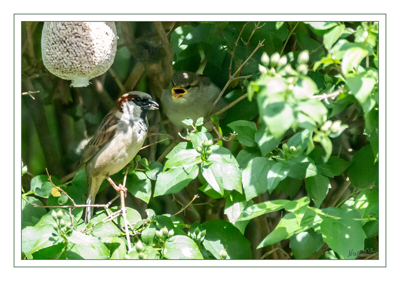 20 - Die große Fütterung
Mitte bis Ende April beginnt die Brutsaison. Nicht selten bringt es der Haussperling auf drei oder sogar vier Bruten pro Saison. Meist baut er sein einfaches Nest in Nischen oder Höhlen, vorzugsweise an Gebäuden oder in Baumhöhlen. Der Spatz lebt gesellig und brütet gerne in Gemeinschaft mit anderen Paaren. laut Nabu
2020
Schlüsselwörter: Spatz; Sperling