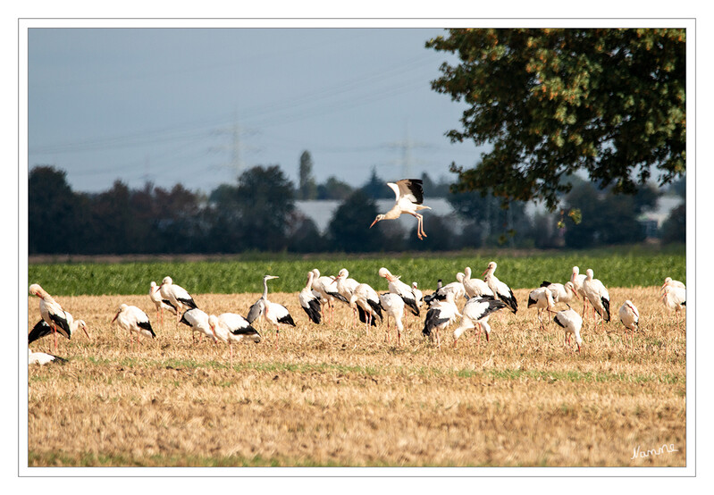 36 - Auf dem Feld
Ein ganz besonderer Moment
2020
Schlüsselwörter: Storch; Störche; Feld