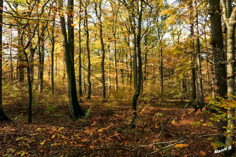 Herbstwald
