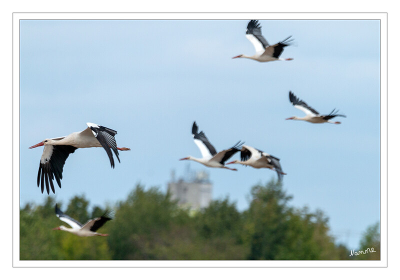 Störche im Flug
Einen ganz besonderen Moment konnte ich heute morgen hier erleben.
Anhand von Daten, wie die Tiere flogen und in der Luft aufeinander reagierten, konnten die Forscher dabei zwei unterschiedliche Vogel-Typen ausmachen: Folgestörche und ein paar wenige Anführer oder Leitstörche. laut deutschlandfunk.de
Schlüsselwörter: Störche; Feld;