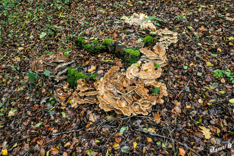 Birgeler Urwaldwanderung
Schlüsselwörter: NRW