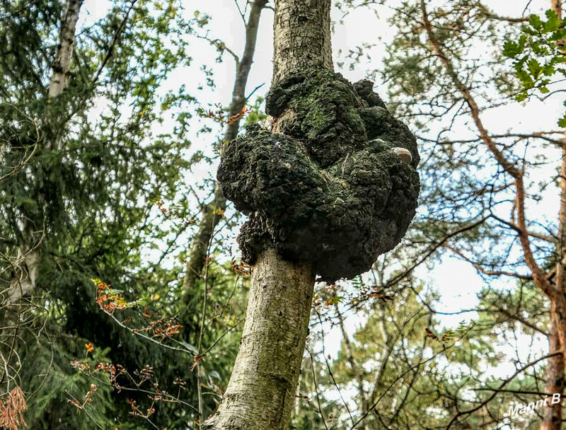 Birgeler Urwaldwanderung
Schlüsselwörter: NRW