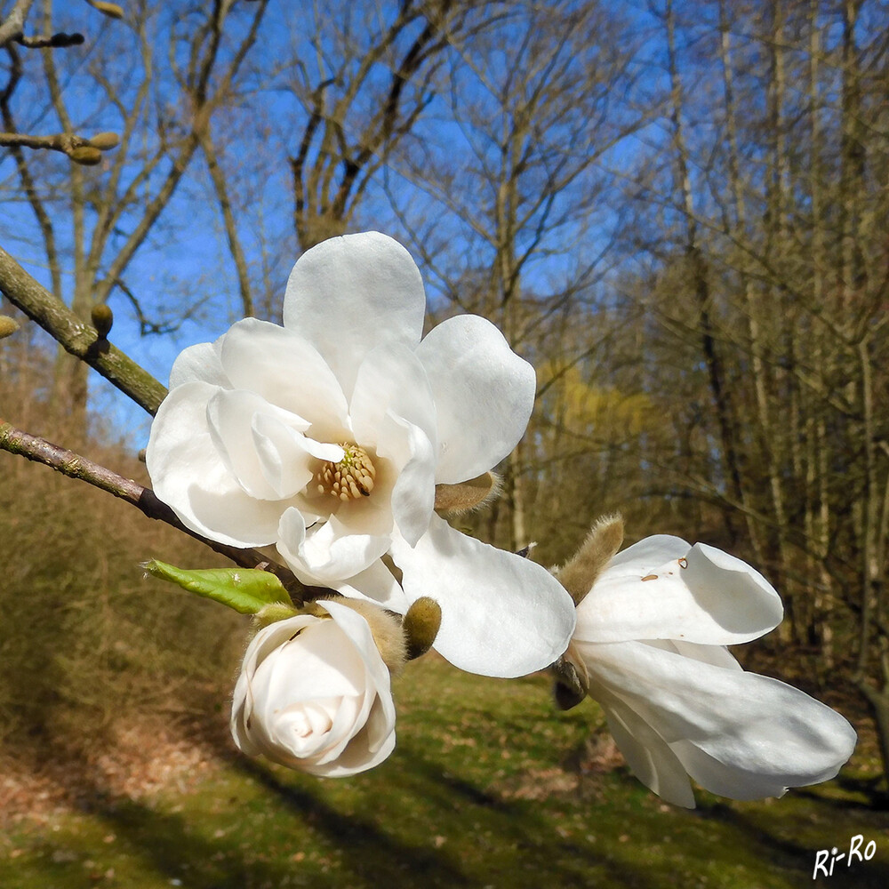 Magnolienblüte
Die großen u. weißen Blüten sind echte Hingucker. Sie öffnet schon Anfang März ihre Blüten ein untrügliches Zeichen dafür, dass der Winter endlich vorbei ist. (mein-schoener-garten)
