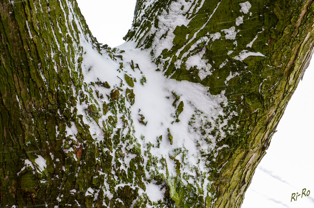 Winterlich
Schlüsselwörter: Winter; Schnee;2021