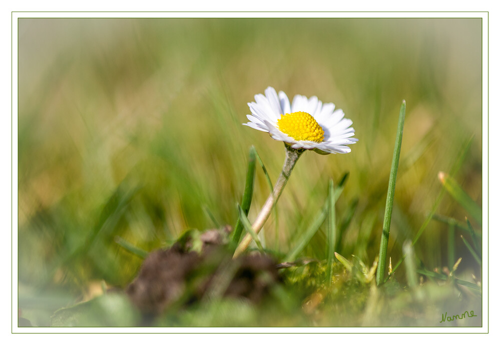 Gänseblümchen
Das Gänseblümchen, auch Ausdauerndes Gänseblümchen, Mehrjähriges Gänseblümchen, Maßliebchen, Tausendschön, Monatsröserl oder schweizerisch Margritli genannt, ist eine Pflanzenart innerhalb der Familie der Korbblütler. Da es auf fast jeder Wiesenfläche wächst, zählt es zu den bekanntesten Pflanzenarten Mitteleuropas. laut Wikipedia
Schlüsselwörter: 2024