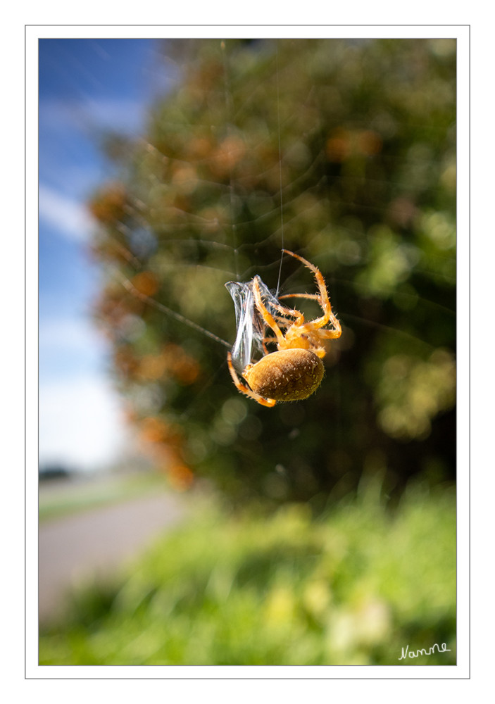 Gartenkreuzspinne
Die Gartenkreuzspinne ist die in Mitteleuropa häufigste Vertreterin der Gattung der Kreuzspinnen. Die Gartenkreuzspinne war Spinne des Jahres 2010. lt.Wikipedia
Schlüsselwörter: 2025